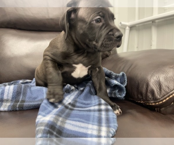 Medium Photo #27 American Bully Puppy For Sale in REESEVILLE, WI, USA