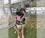 Small #2 German Shepherd Dog