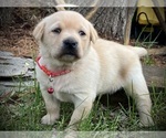 Image preview for Ad Listing. Nickname: Trixy