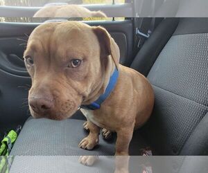 Chihuahua-Unknown Mix Dogs for adoption in Rockaway, NJ, USA