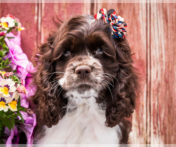 Medium Photo #11 Cocker Spaniel Puppy For Sale in WAKARUSA, IN, USA