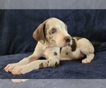 Small #10 Catahoula Leopard Dog