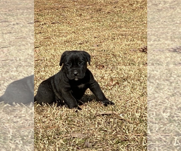 Medium Photo #1 Cane Corso Puppy For Sale in ARM, MS, USA