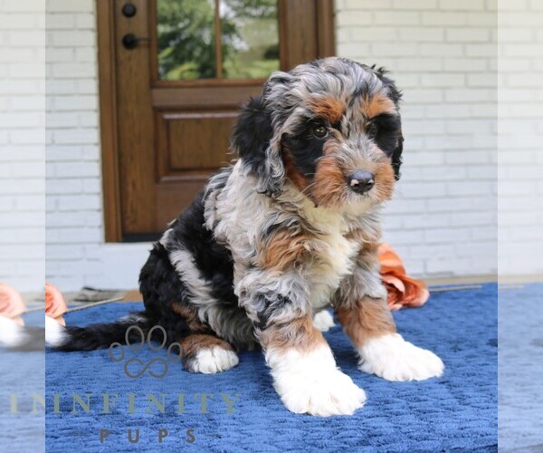 Medium Photo #4 Bernedoodle (Miniature) Puppy For Sale in NARVON, PA, USA