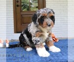 Small #3 Bernedoodle (Miniature)