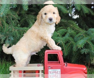 Goldendoodle-Poodle (Miniature) Mix Puppy for sale in GRANTS PASS, OR, USA