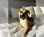 COURTESY POST: Honey - Female Boxer-Unknown Mix Dog for Adoption - Small photo
