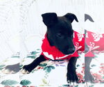 Small #5 Labrador Retriever Mix