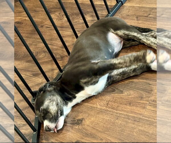 Medium Photo #9 American Staffordshire Terrier-Labrador Retriever Mix Puppy For Sale in San Juan Capistrano, CA, USA