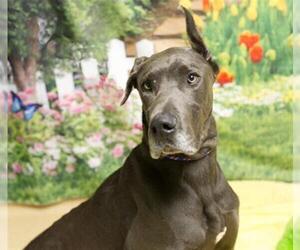 Great Dane Dogs for adoption in Placerville, CA, USA