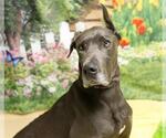Small Great Dane