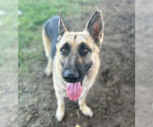 German Shepherd Dog Dogs for adoption in Riverside, CA, USA