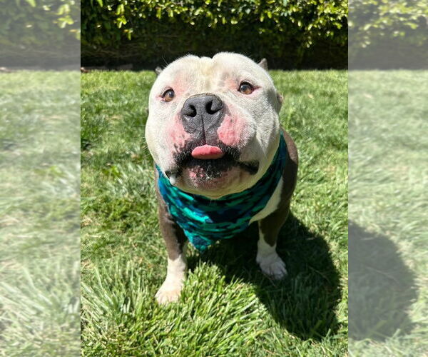 Medium Photo #11 American Bulldog-American Staffordshire Terrier Mix Puppy For Sale in Redlands, CA, USA