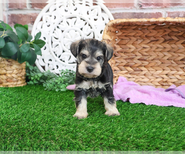Medium Photo #1 Schnauzer (Miniature) Puppy For Sale in SYRACUSE, IN, USA