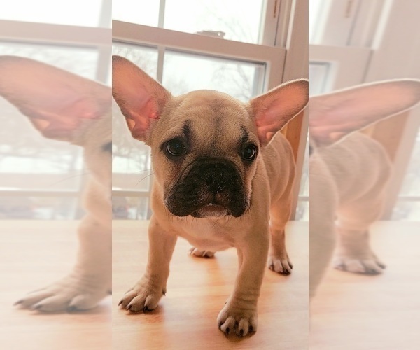 Medium Photo #16 French Bulldog Puppy For Sale in MANHATTAN, NY, USA