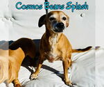 Small Photo #12 Chiweenie Puppy For Sale in San Antonio, TX, USA