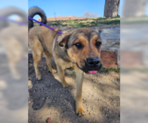 Mutt Dogs for adoption in Las Vegas, NM, USA