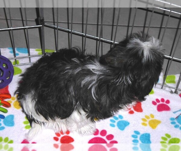 Medium Photo #13 Mal-Shi Puppy For Sale in ORO VALLEY, AZ, USA