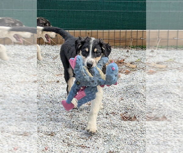 Medium Photo #2 Australian Shepherd Puppy For Sale in Brewster, NY, USA