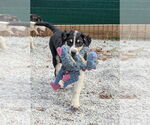 Small #1 Australian Shepherd