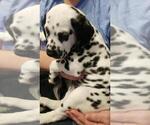 Small Photo #3 Dalmatian Puppy For Sale in JAMESTOWN, NY, USA