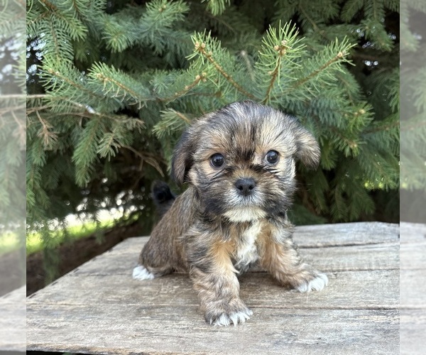 Medium Photo #3 Shorkie Tzu Puppy For Sale in MIDDLEBURY, IN, USA