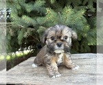 Small #2 Shorkie Tzu