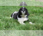 Small #4 Bernedoodle