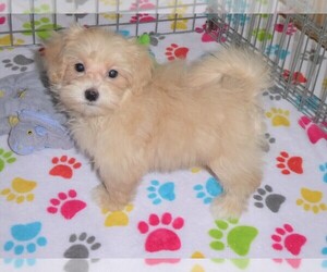 Maltipoo Puppy for sale in ORO VALLEY, AZ, USA