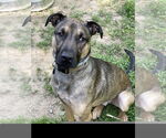 Small #9 German Shepherd Dog Mix