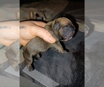 Small #2 French Bulldog