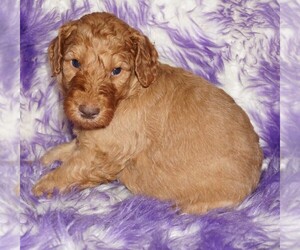 Labradoodle Puppy for sale in LA HABRA, CA, USA