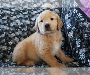 Golden Retriever Puppy for sale in SHILOH, OH, USA