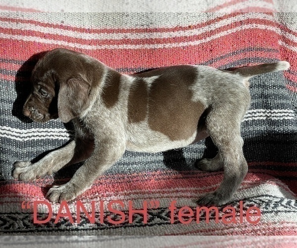 Medium Photo #8 German Shorthaired Pointer Puppy For Sale in WOODLAND PARK, CO, USA