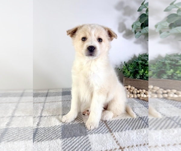 Medium Photo #3 Miniature Australian Shepherd-Pomeranian Mix Puppy For Sale in GREENFIELD, IN, USA