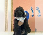 Small Photo #4 Goldendoodle Puppy For Sale in BAKERSFIELD, CA, USA