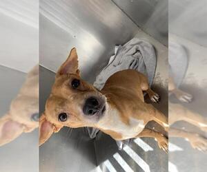 Chihuahua Dogs for adoption in Corpus Christi, TX, USA