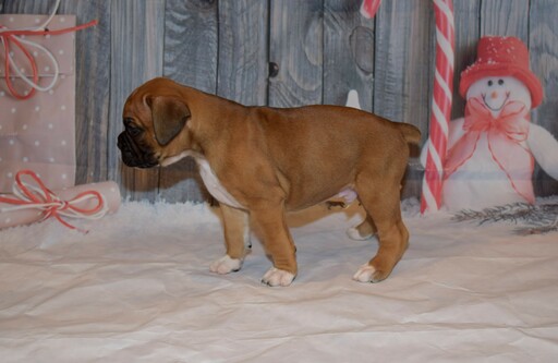 Medium Photo #2 Boxer Puppy For Sale in CHILHOWEE, MO, USA