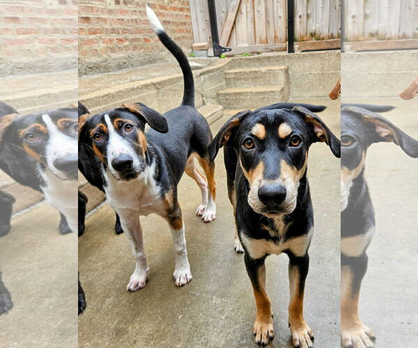 Medium Photo #5 Coonhound-Unknown Mix Puppy For Sale in Chicago, IL, USA