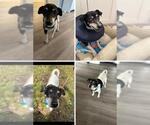 Small #1 Rat Terrier Mix
