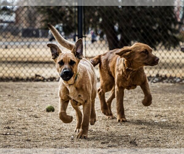 Medium Photo #28 Golden Shepherd Puppy For Sale in Laramie, WY, USA