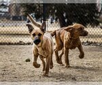 Small #27 Golden Shepherd