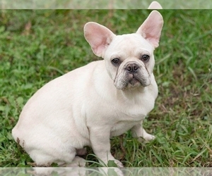 Mother of the French Bulldog puppies born on 02/01/2023