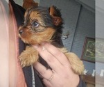 Small Photo #25 Yorkshire Terrier Puppy For Sale in LINCOLN CITY, OR, USA