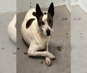 Carolina Dog-Unknown Mix Dogs for adoption in Tavares, FL, USA