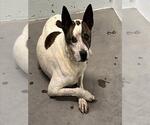 Small Carolina Dog Mix
