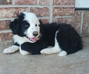 Medium Border Collie-Sheepadoodle Mix