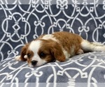 Small Photo #9 Cavalier King Charles Spaniel Puppy For Sale in LAKELAND, FL, USA