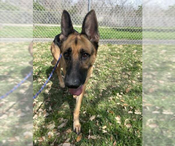 Medium Photo #1 German Shepherd Dog Puppy For Sale in Texas City, TX, USA