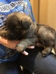 Small Photo #10 German Shepherd Dog Puppy For Sale in NEW BRAUNFELS, TX, USA